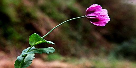 《古墓丽影》新作首批细节曝光 劳拉可以招募团队和盟友